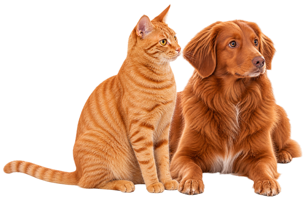 Cat and Dog