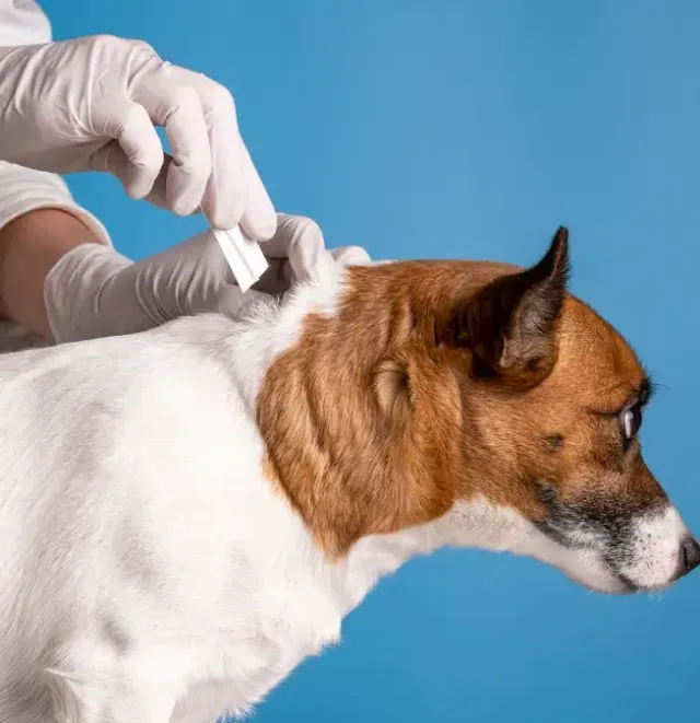 Fleas. Flies and Ticks Prevention