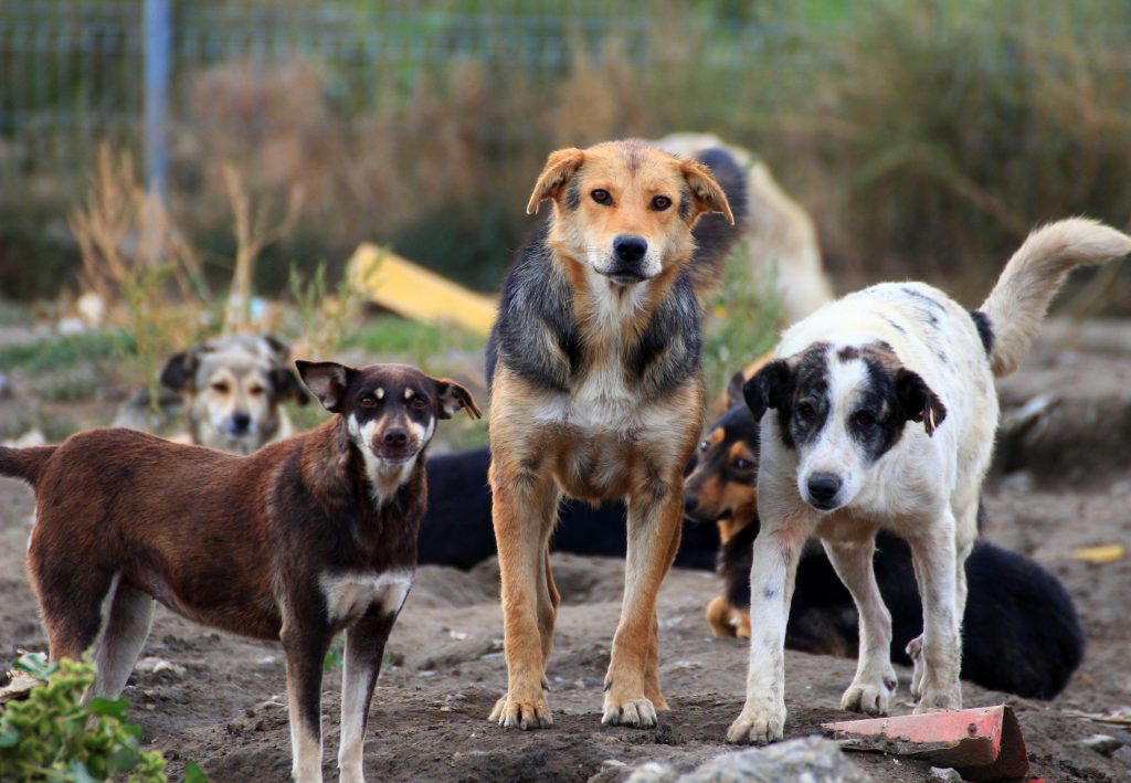Stray Animal and Injured Wildlife