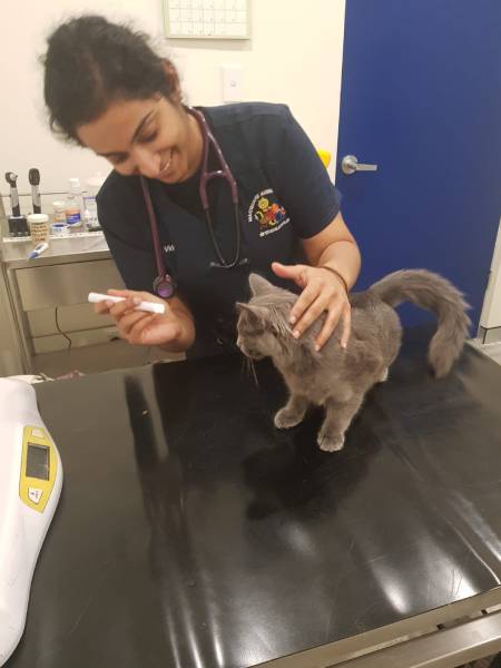 Cat consultation