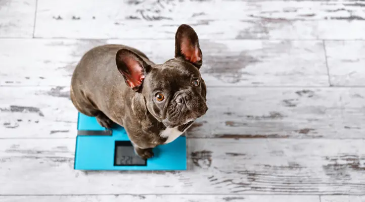 dog on a scale for body condition checks and healthy weight management at home Image filename: dog-cat-weight-management