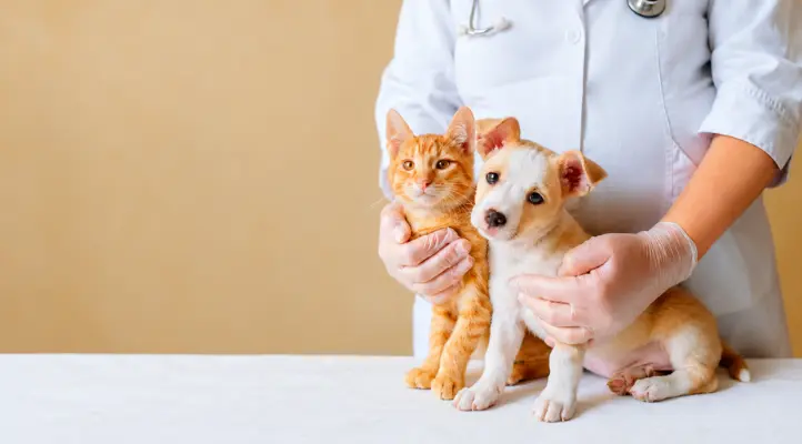 puppy and kitten with a vet for first-year vaccinations, nutrition and care Image filename: puppy-kitten-care-checklist